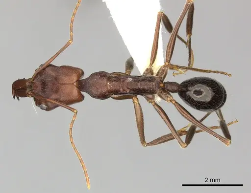 Odontomachus turneri specimen CASENT0249122 image casent0249122_1