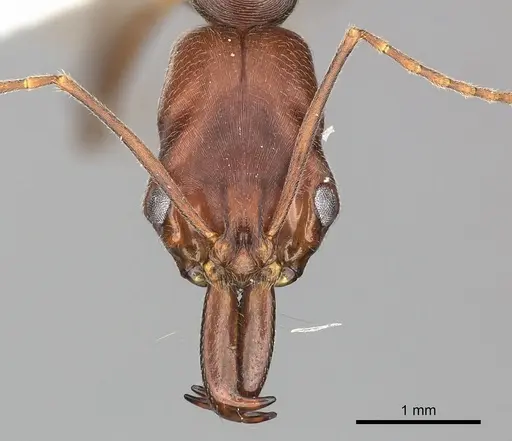 Odontomachus turneri specimen CASENT0249122 image casent0249122_2