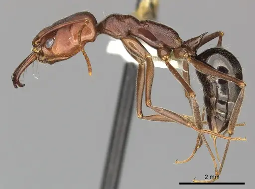 Odontomachus turneri specimen CASENT0249122 image casent0249122_3