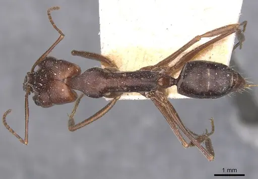 Odontomachus turneri specimen CASENT0907440 image casent0907440_1