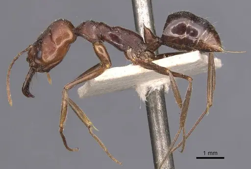 Odontomachus turneri specimen CASENT0907440 image casent0907440_3