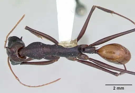 Odontomachus tyrannicus specimen CASENT0172659 image casent0172659_1