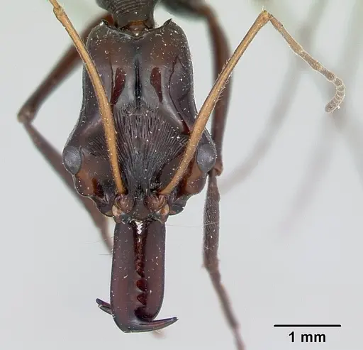 Odontomachus tyrannicus specimen CASENT0172659 image casent0172659_2