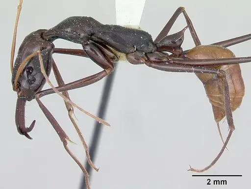 Odontomachus tyrannicus specimen CASENT0172659 image casent0172659_3