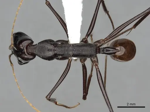 Odontomachus tyrannicus specimen CASENT0249123 image casent0249123_1