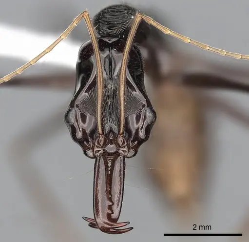 Odontomachus tyrannicus specimen CASENT0249123 image casent0249123_2