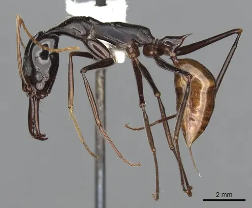 Odontomachus tyrannicus specimen CASENT0249123 image casent0249123_3
