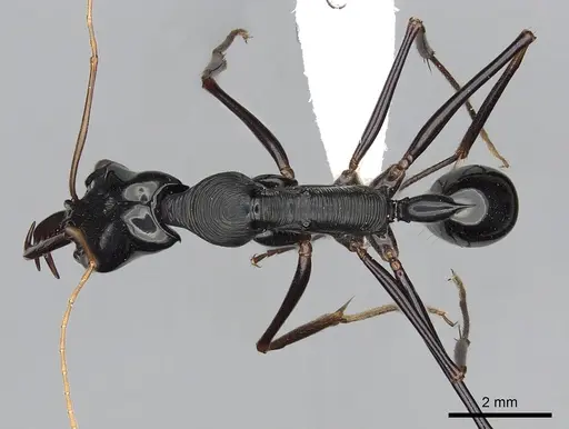 Odontomachus tyrannicus specimen CASENT0249124 image casent0249124_1