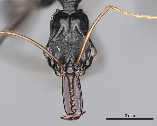 Odontomachus tyrannicus specimen CASENT0249124 image casent0249124_2