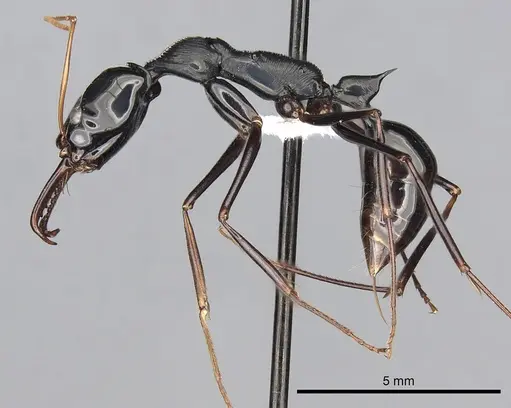 Odontomachus tyrannicus specimen CASENT0249124 image casent0249124_3