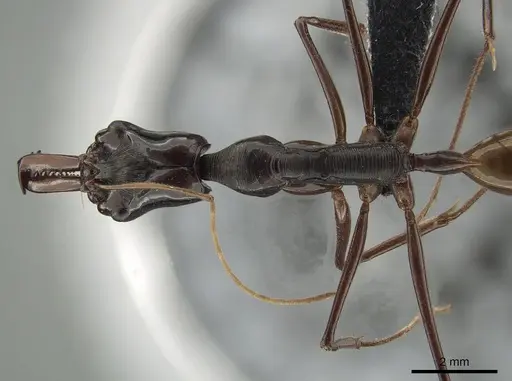 Odontomachus tyrannicus specimen CASENT0650184 image casent0650184_1
