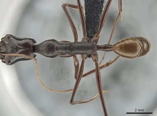 Odontomachus tyrannicus specimen CASENT0650184 image casent0650184_2
