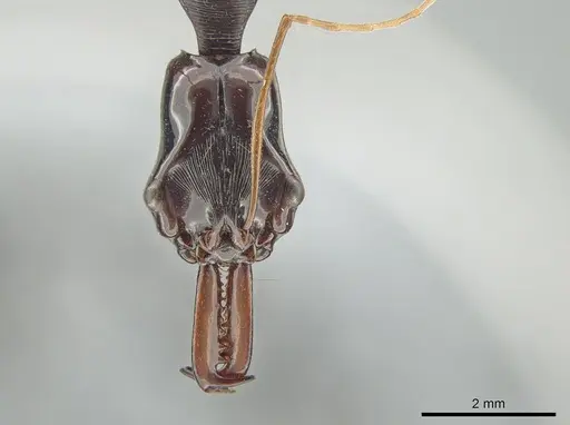 Odontomachus tyrannicus specimen CASENT0650184 image casent0650184_3