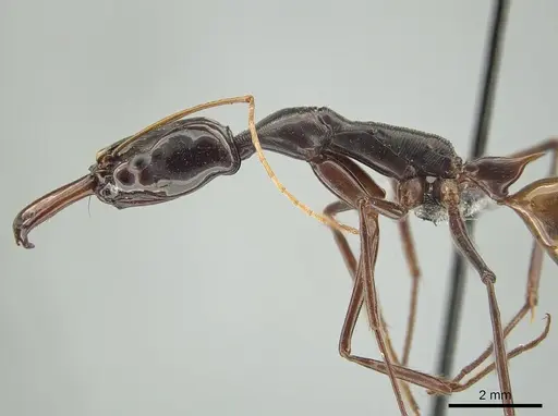Odontomachus tyrannicus specimen CASENT0650184 image casent0650184_4