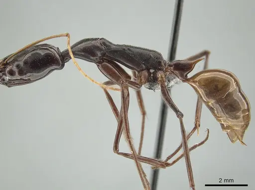 Odontomachus tyrannicus specimen CASENT0650184 image casent0650184_5