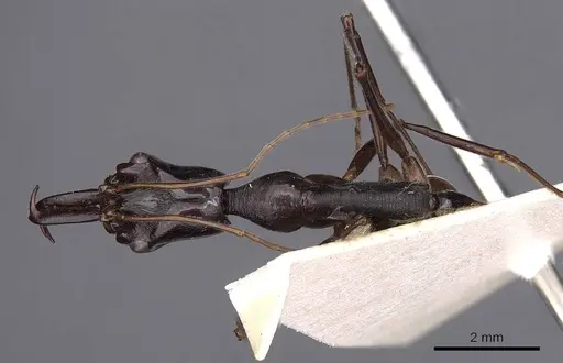 Odontomachus tyrannicus specimen CASENT0900612 image casent0900612_1