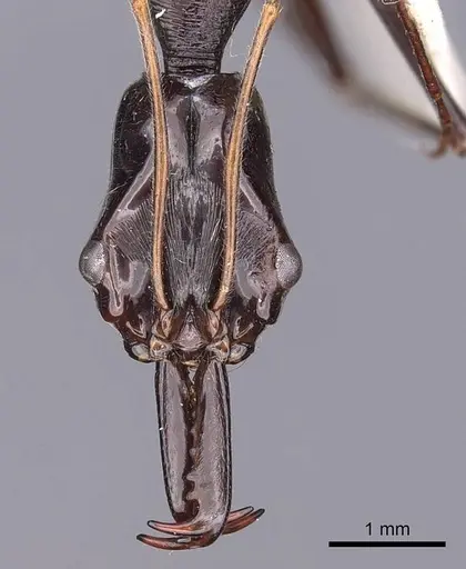 Odontomachus tyrannicus specimen CASENT0900612 image casent0900612_2