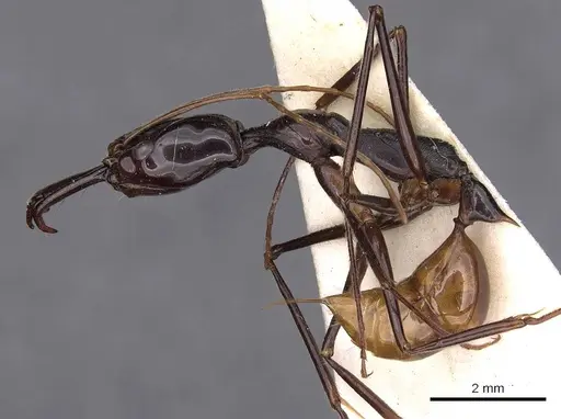 Odontomachus tyrannicus specimen CASENT0900612 image casent0900612_3