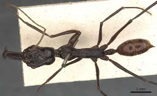 Odontomachus tyrannicus specimen CASENT0901335 image casent0901335_1