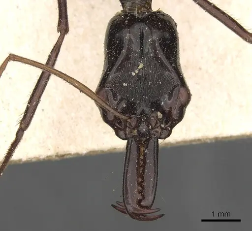 Odontomachus tyrannicus specimen CASENT0901335 image casent0901335_2