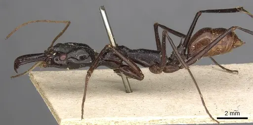 Odontomachus tyrannicus specimen CASENT0901335 image casent0901335_3