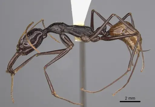 Odontomachus tyrannicus specimen CASENT0923417 image casent0923417_1