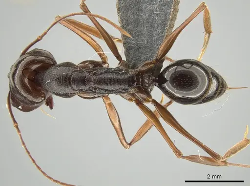 Odontomachus xizangensis specimen MCZ-ENT00763604 image mcz-ent00763604_1