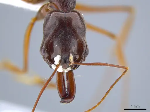 Odontomachus xizangensis specimen MCZ-ENT00763604 image mcz-ent00763604_2