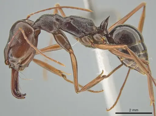 Odontomachus xizangensis specimen MCZ-ENT00763604 image mcz-ent00763604_3