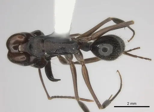 Odontomachus yucatecus specimen CASENT0217547 image casent0217547_1