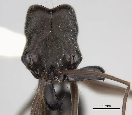 Odontomachus yucatecus specimen CASENT0217547 image casent0217547_2