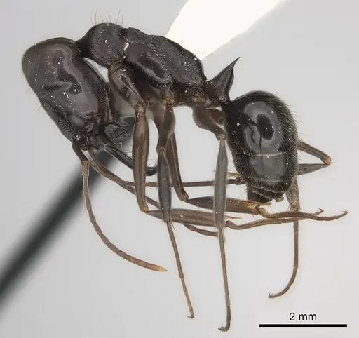 Odontomachus yucatecus specimen CASENT0217547 image casent0217547_3