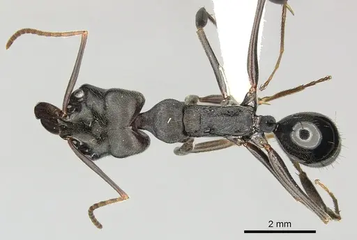 Odontomachus yucatecus specimen CASENT0270613 image casent0270613_1