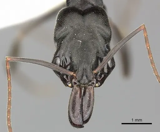 Odontomachus yucatecus specimen CASENT0270613 image casent0270613_2