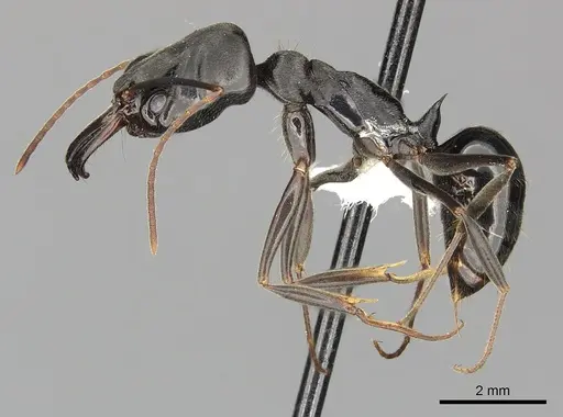 Odontomachus yucatecus specimen CASENT0270613 image casent0270613_3