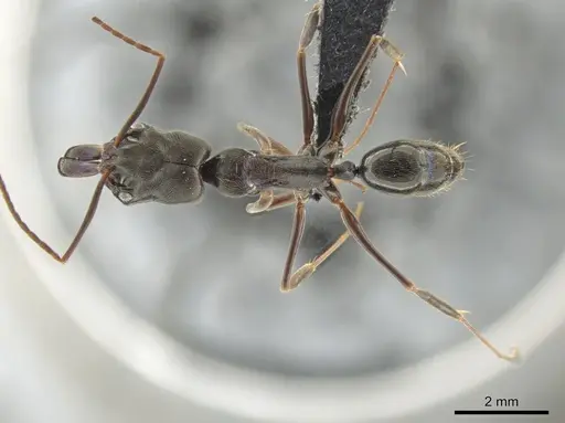 Odontomachus yucatecus specimen CASENT0649080 image casent0649080_1
