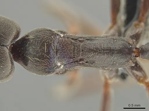Odontomachus yucatecus specimen CASENT0649080 image casent0649080_2
