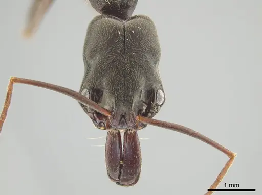 Odontomachus yucatecus specimen CASENT0649080 image casent0649080_3