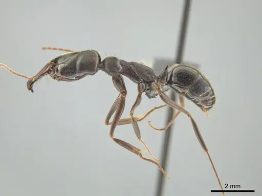 Odontomachus yucatecus specimen CASENT0649080 image casent0649080_4