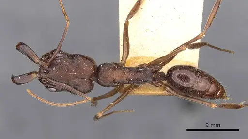 Odontomachus yucatecus specimen CASENT0900609 image casent0900609_1