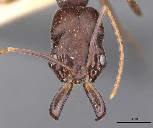 Odontomachus yucatecus specimen CASENT0900609 image casent0900609_2