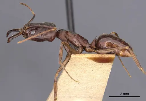 Odontomachus yucatecus specimen CASENT0900609 image casent0900609_3