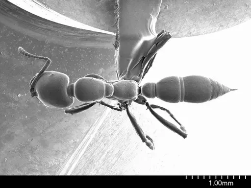 Onychomyrmex doddi specimen ANTWEB1008560 image antweb1008560_1