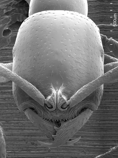 Onychomyrmex doddi specimen ANTWEB1008560 image antweb1008560_2