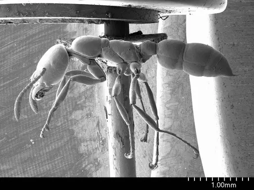 Onychomyrmex doddi specimen ANTWEB1008560 image antweb1008560_3