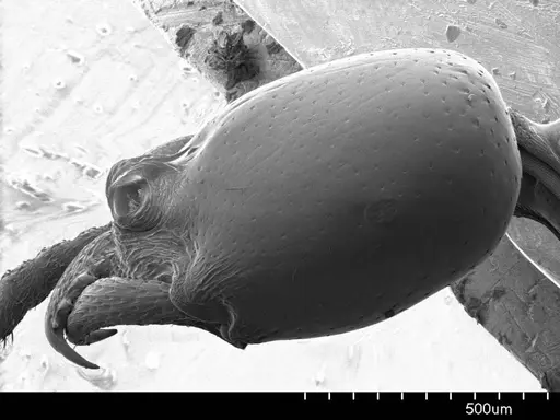 Onychomyrmex doddi specimen ANTWEB1008606 image antweb1008606_2