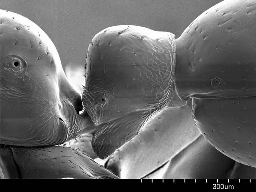 Onychomyrmex doddi specimen ANTWEB1008606 image antweb1008606_3