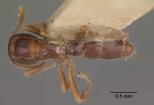 Onychomyrmex doddi specimen CASENT0102467 image casent0102467_1