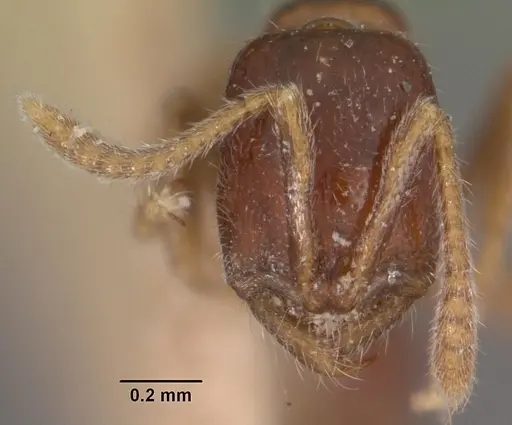 Onychomyrmex doddi specimen CASENT0102467 image casent0102467_2