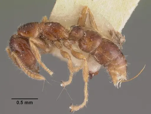 Onychomyrmex doddi specimen CASENT0102467 image casent0102467_3